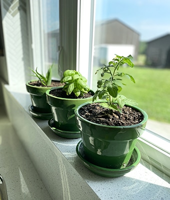 Windowsill garden feature