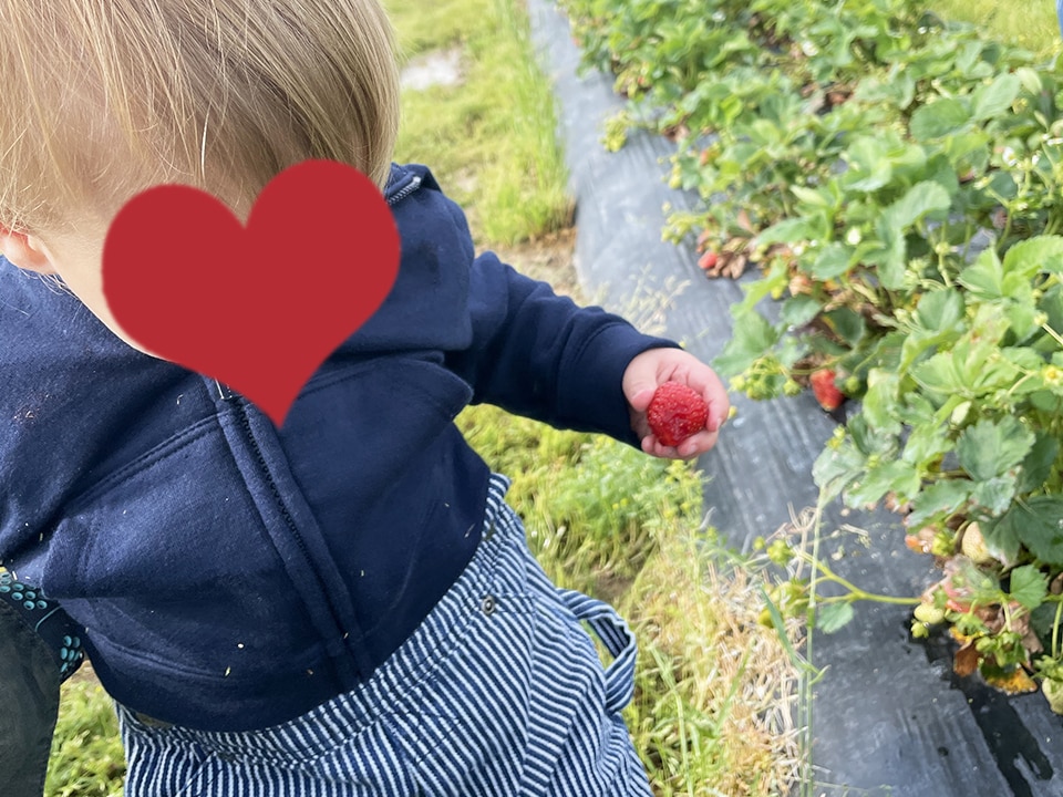 Picking strawberries