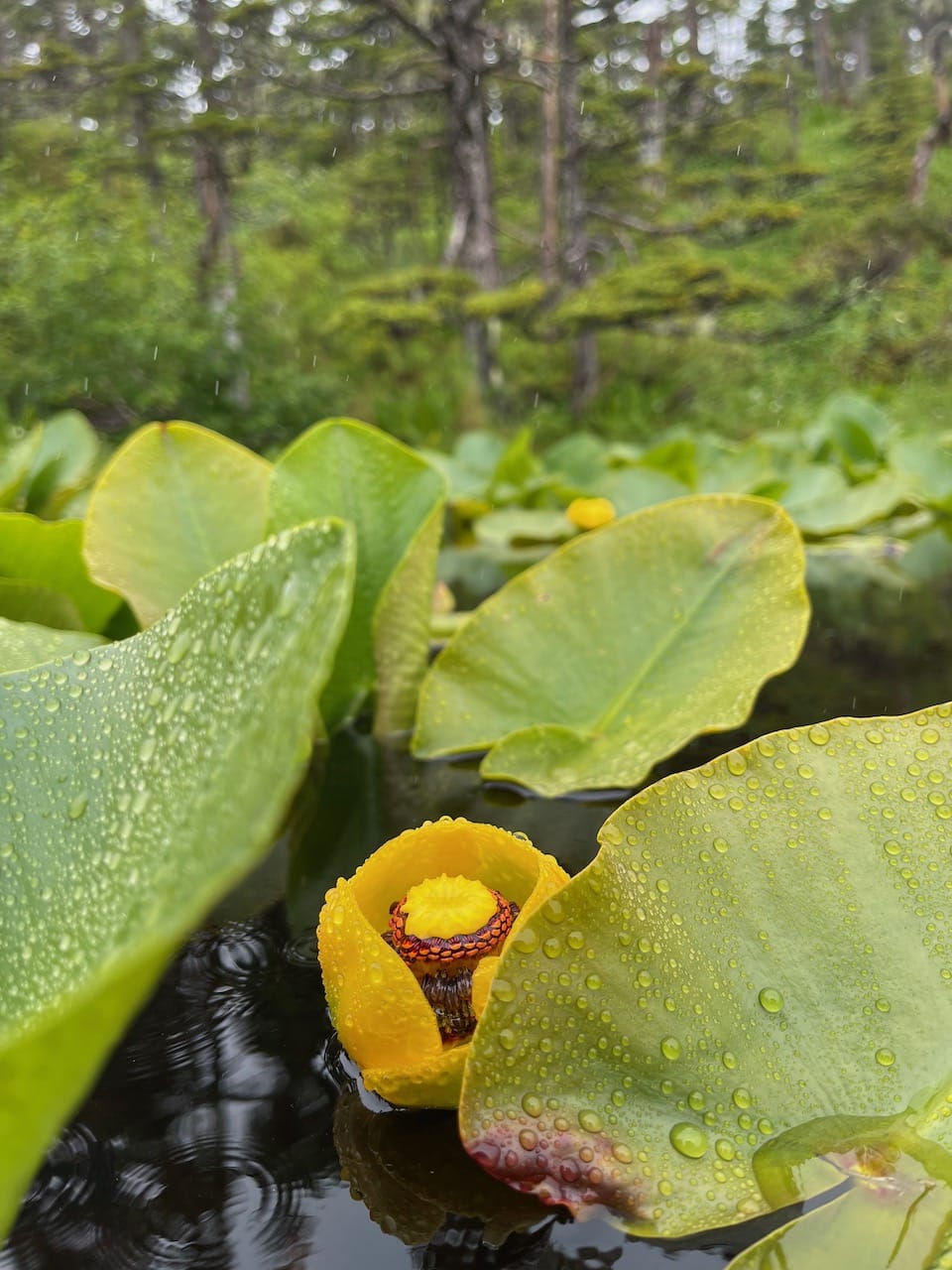 alaska vegitation