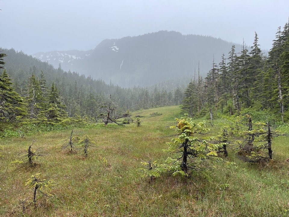 bear fields Alaskan black bear hunt