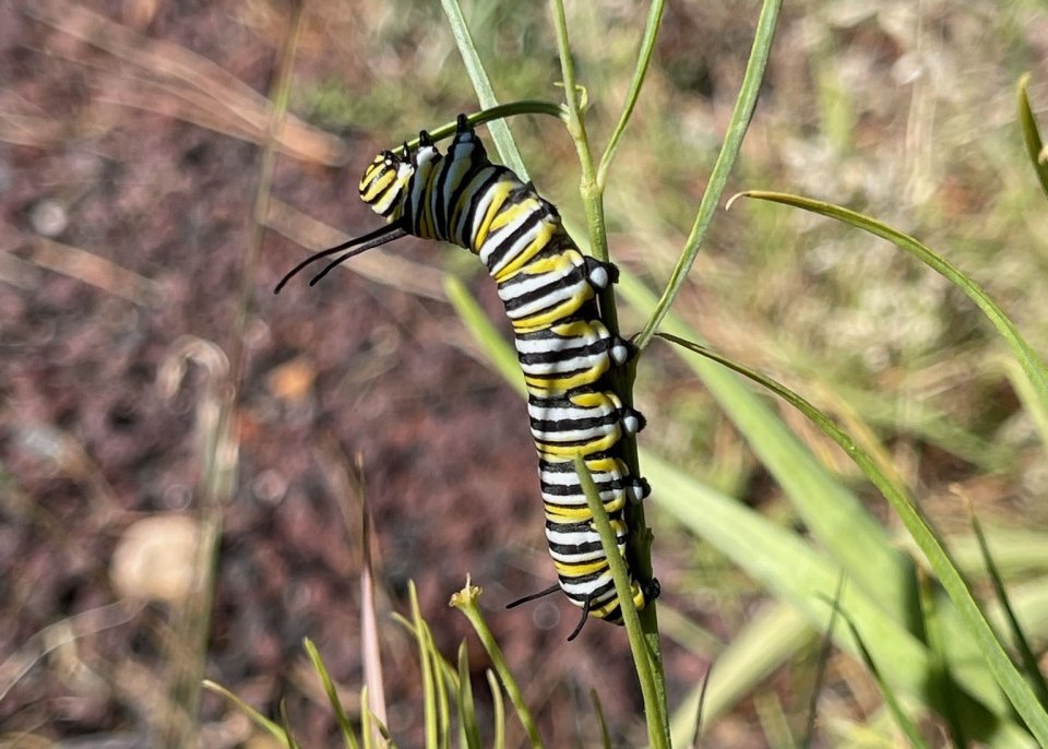 grandcanyonnp_monarchcaterpillar_nps