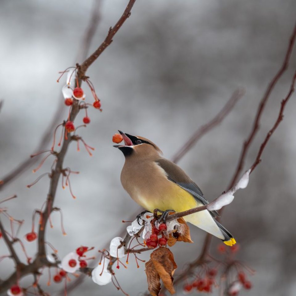 Cedar-Waxwing-PC-skyler-ewing