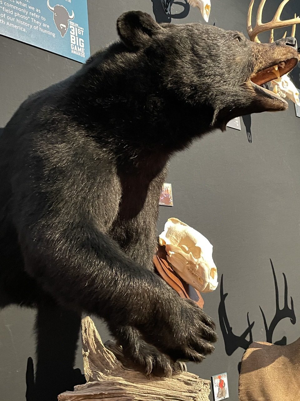 Minnesota Black bear