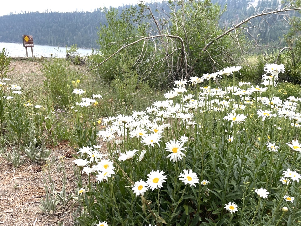 daisies at Emerald Bay