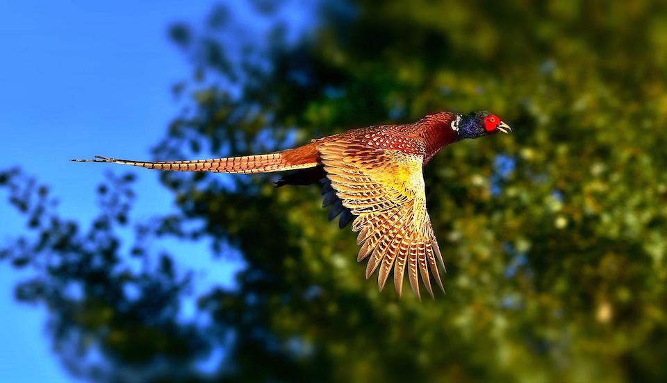 ring-necked-pheasant