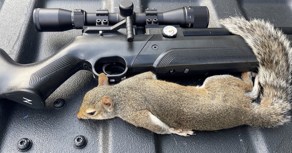Amy Ray finally had success with the Air Venturi Avenger while Squirrel hunting.