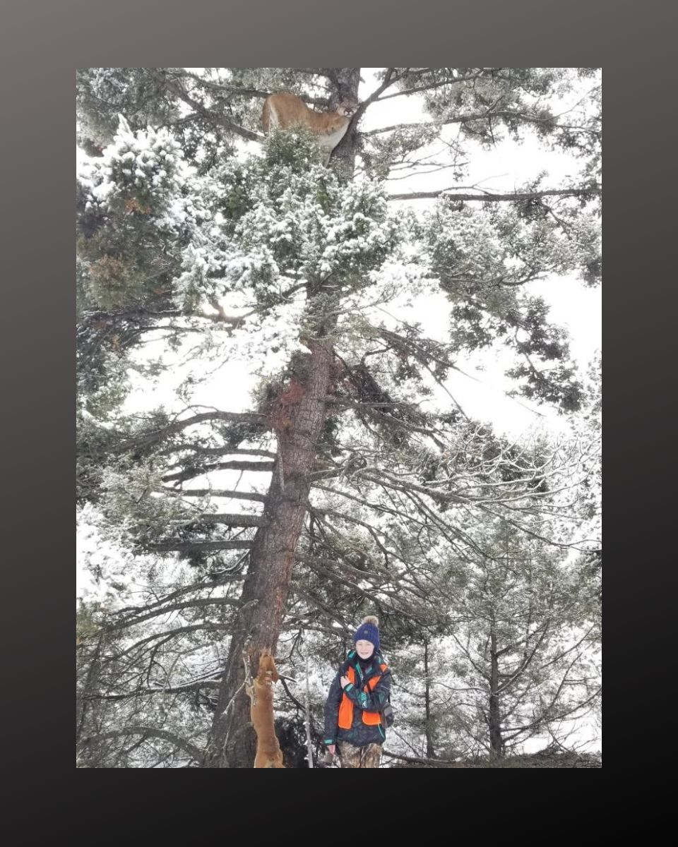 Jenna Smith cougar in tree