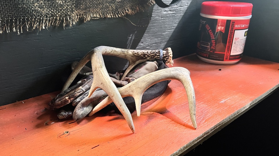 antlers in stand