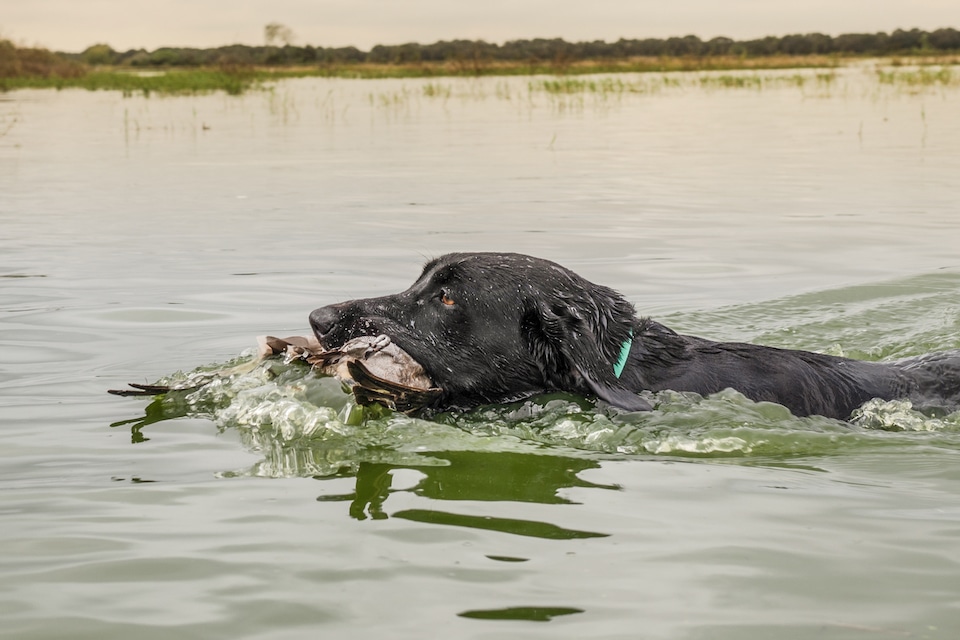 Dog in the Water