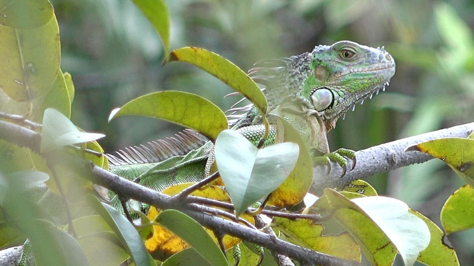 Iguana Make An Ethical Shot