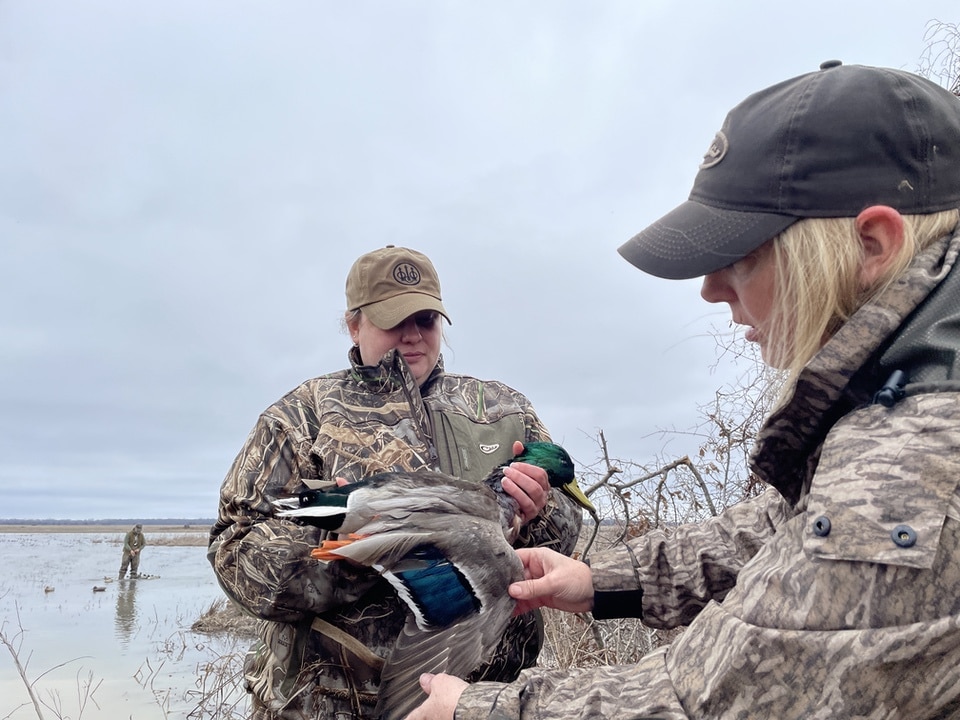 duck hunting arkansas mallard