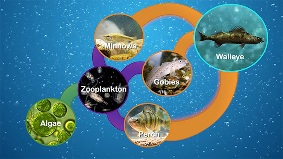 walleye life cycle