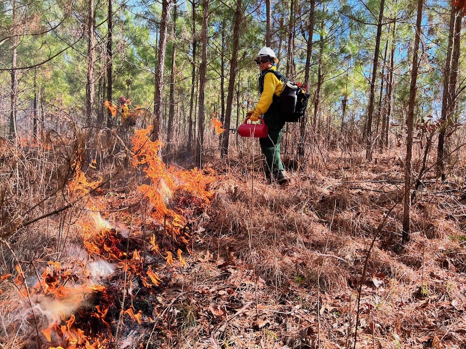 Putting fire training into practice, Dani Fauzi, crewmember with the USDA Forest Service all-female wildland fire crew, drags fire across a burn unit on the Long Cane Ranger District of the Francis Marion-Sumter National Forests in South Carolina. This is Fauzi's first prescribed burn. (USDA Forest Service photo by Megan Saylors)