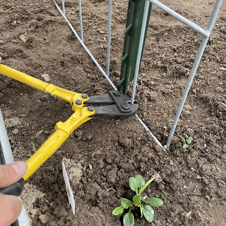 Snipping the cattle panel trellis