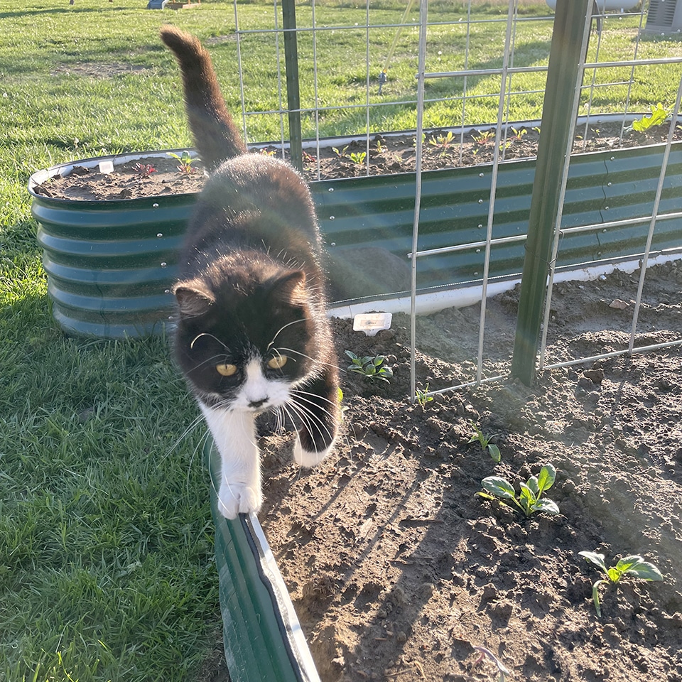 Toulouse Approves of new trellis