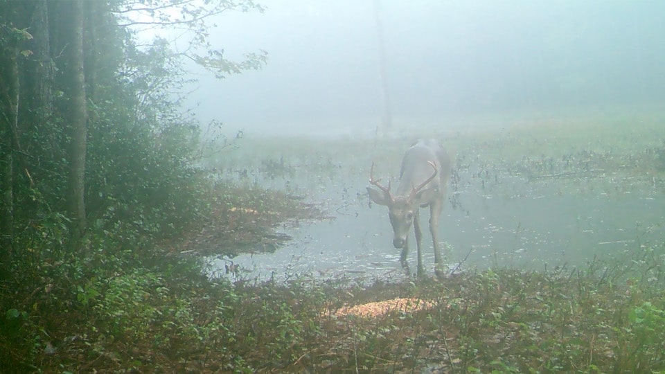 White Tail Deer