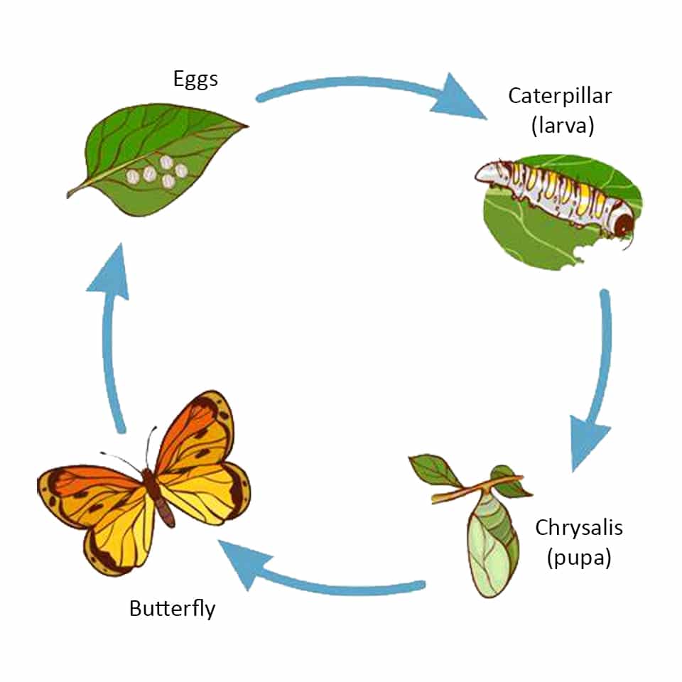 Butterfly Lifecycle