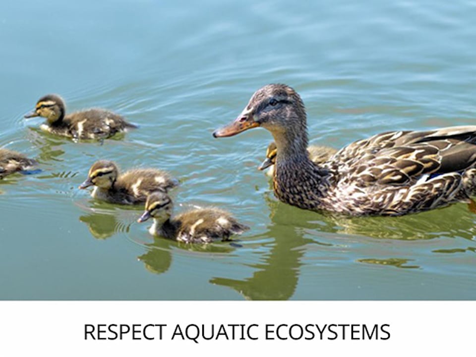 aquatic ecosystem  free PSAs