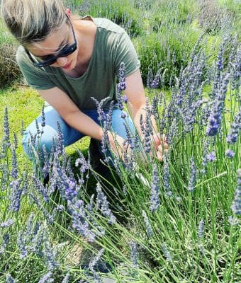 Lavender round up feature