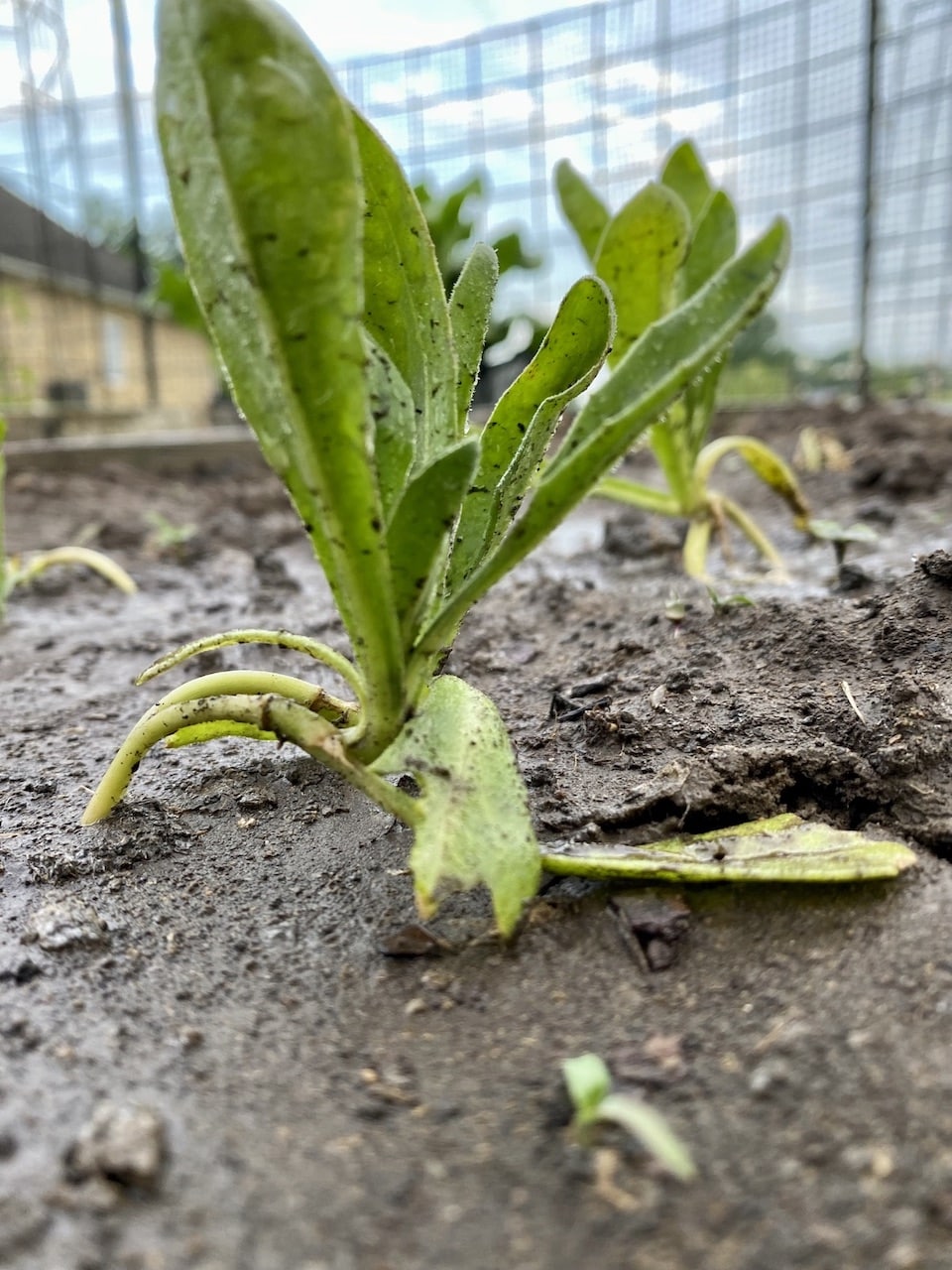 Calendula