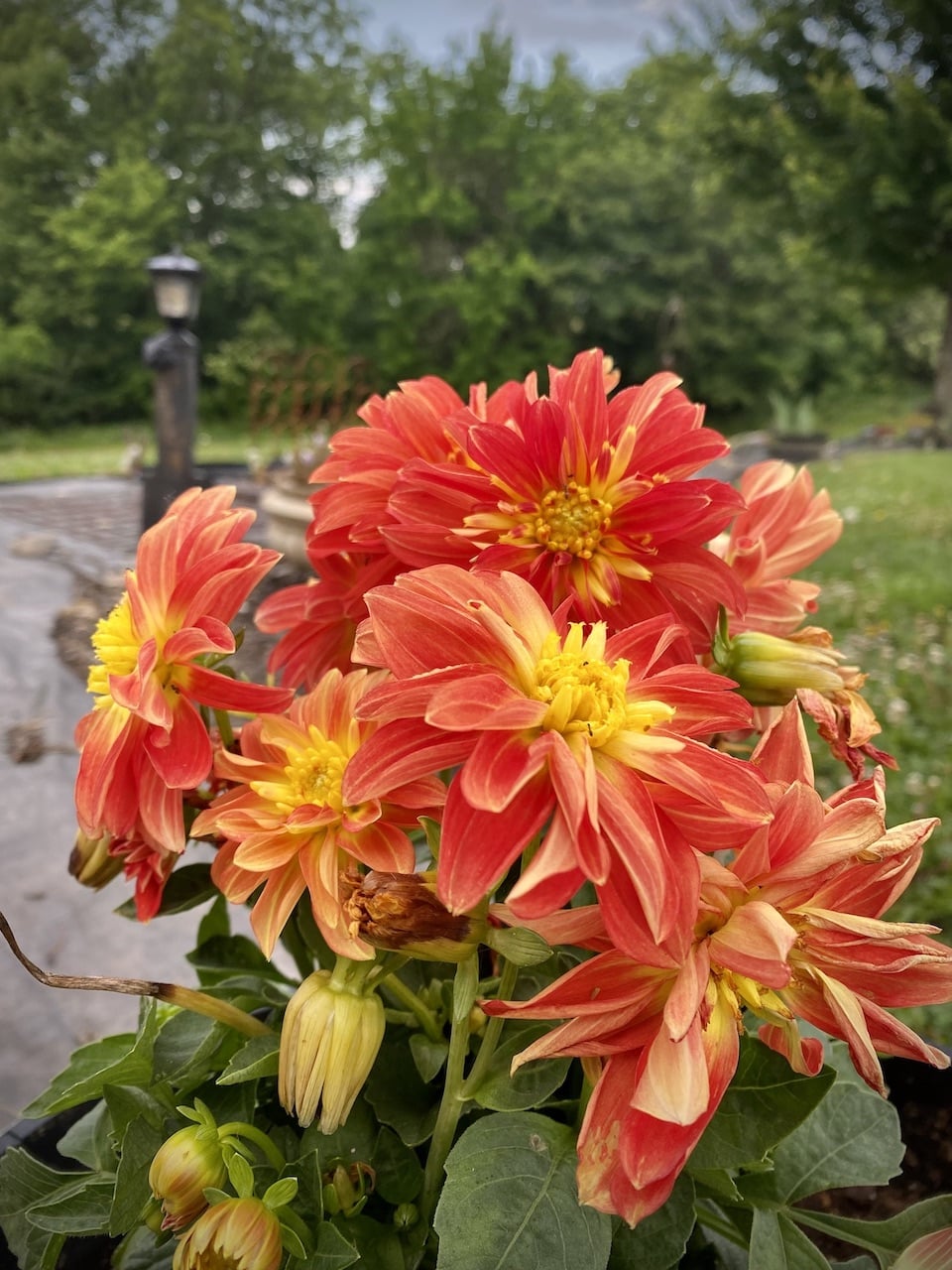 Master the Art of Flower Gardening-Dahlia