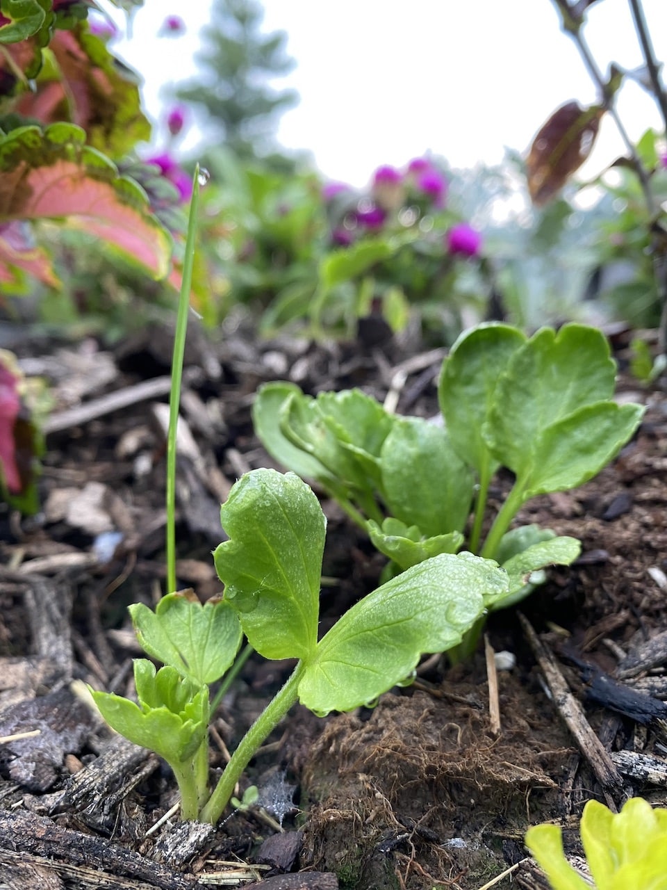 Ranunculus