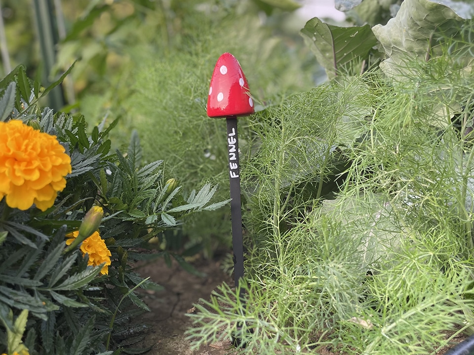 Fennel garden marker