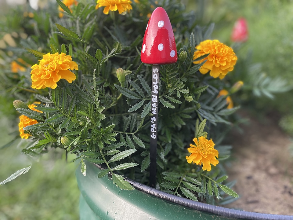 Gpas Marigolds garden marker