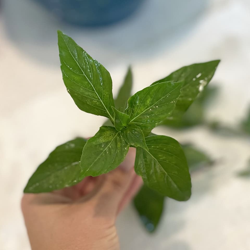 Garden basil