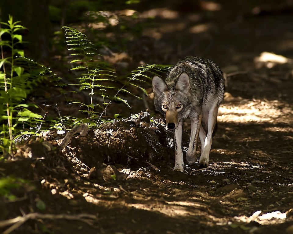 coyote