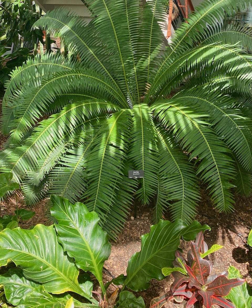 Cheyenne Botanic Gardens - Fern