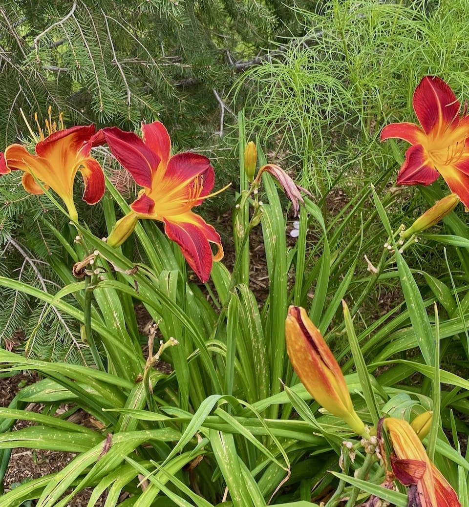 Cheyenne Botanic Gardens - Lillies