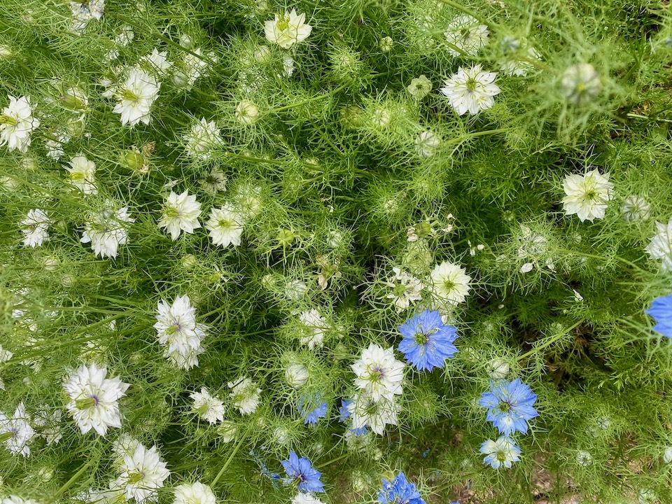 Love-in-a-Mist