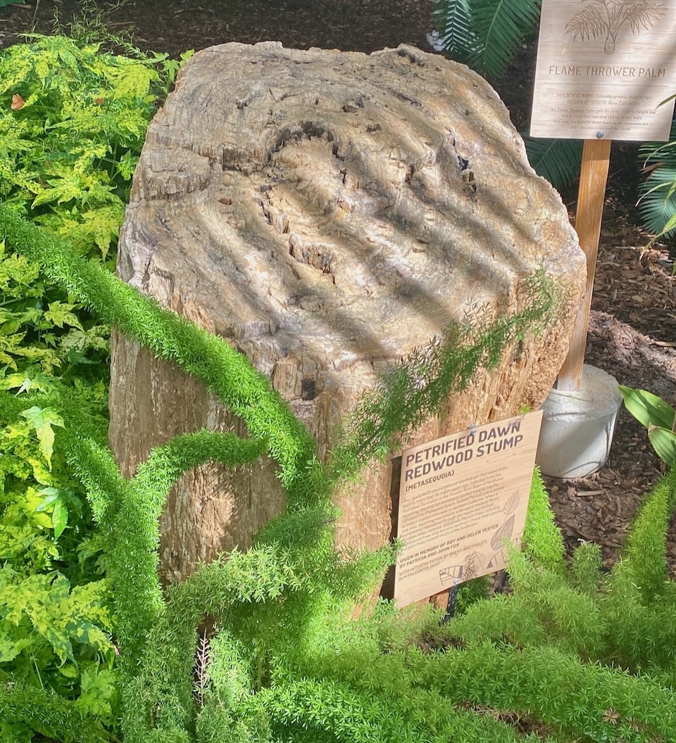 Cheyenne Botanic Gardens - Stump