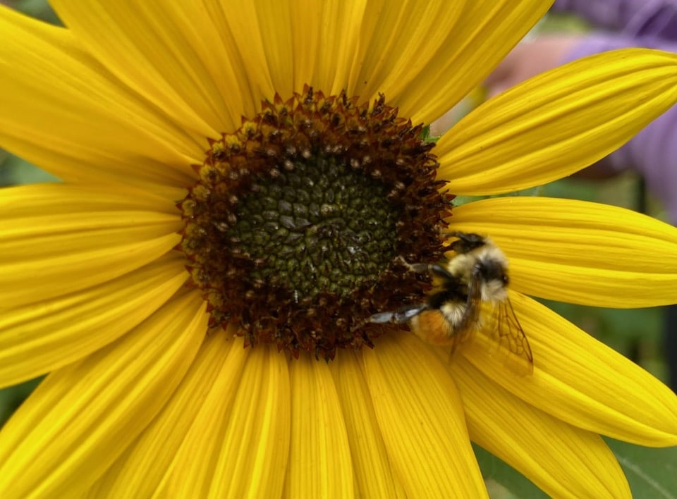 Cheyenne Botanic Gardens - Sunflower