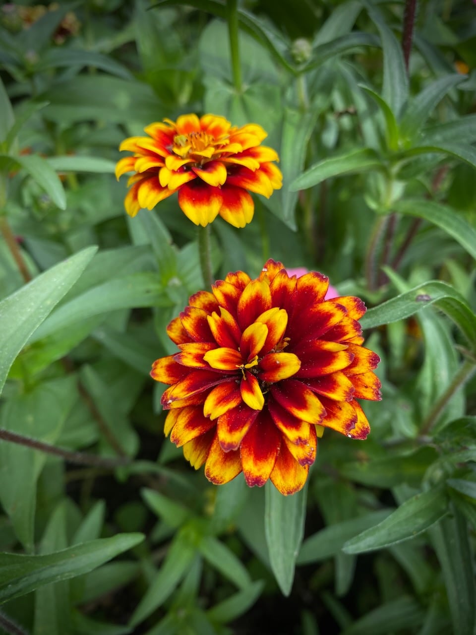 Cheyenne Botanic Gardens - Zinnia