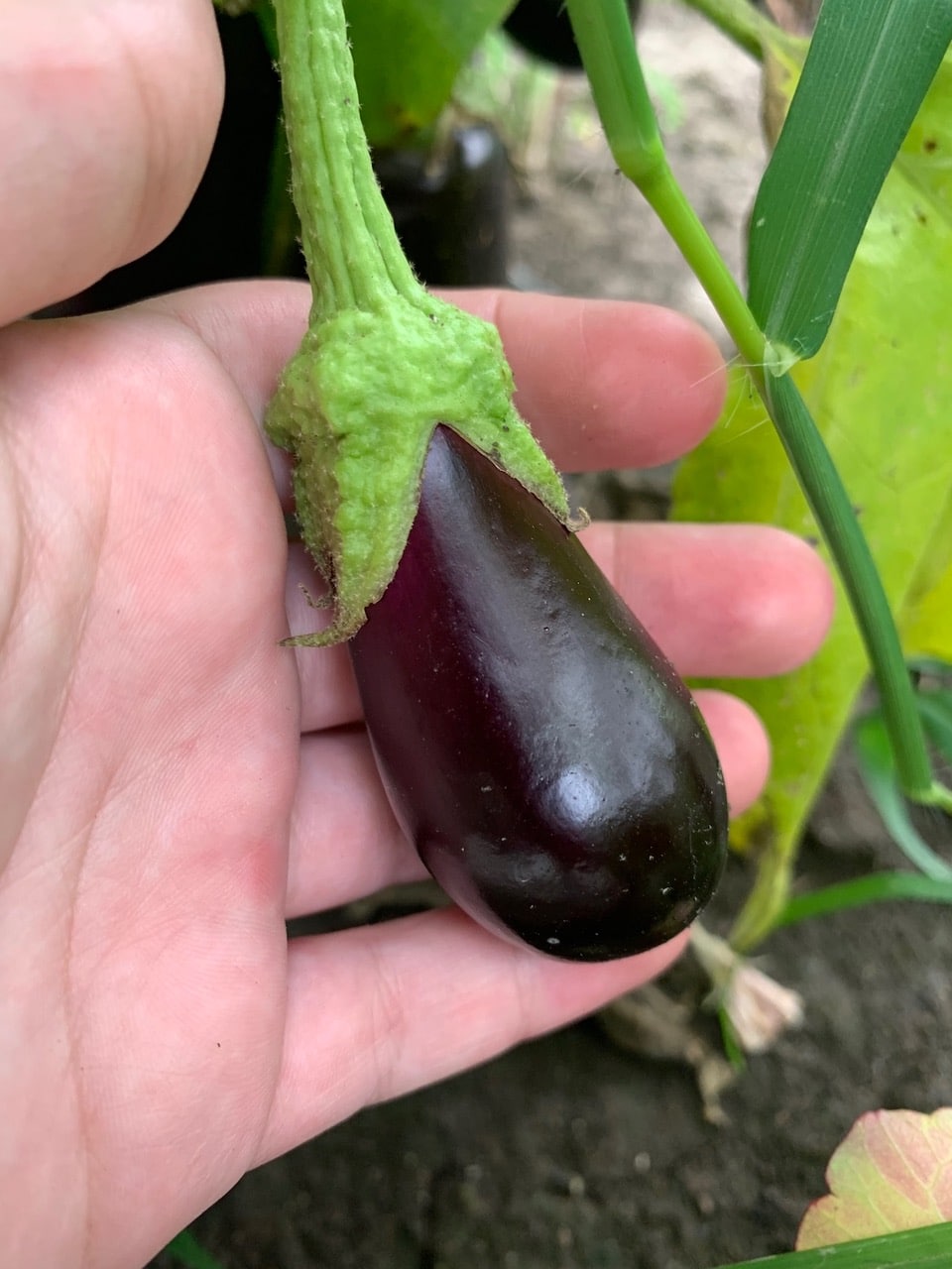 Eggplant