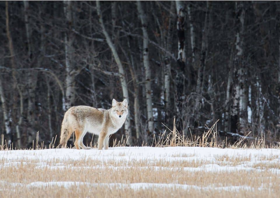 coyote in woods