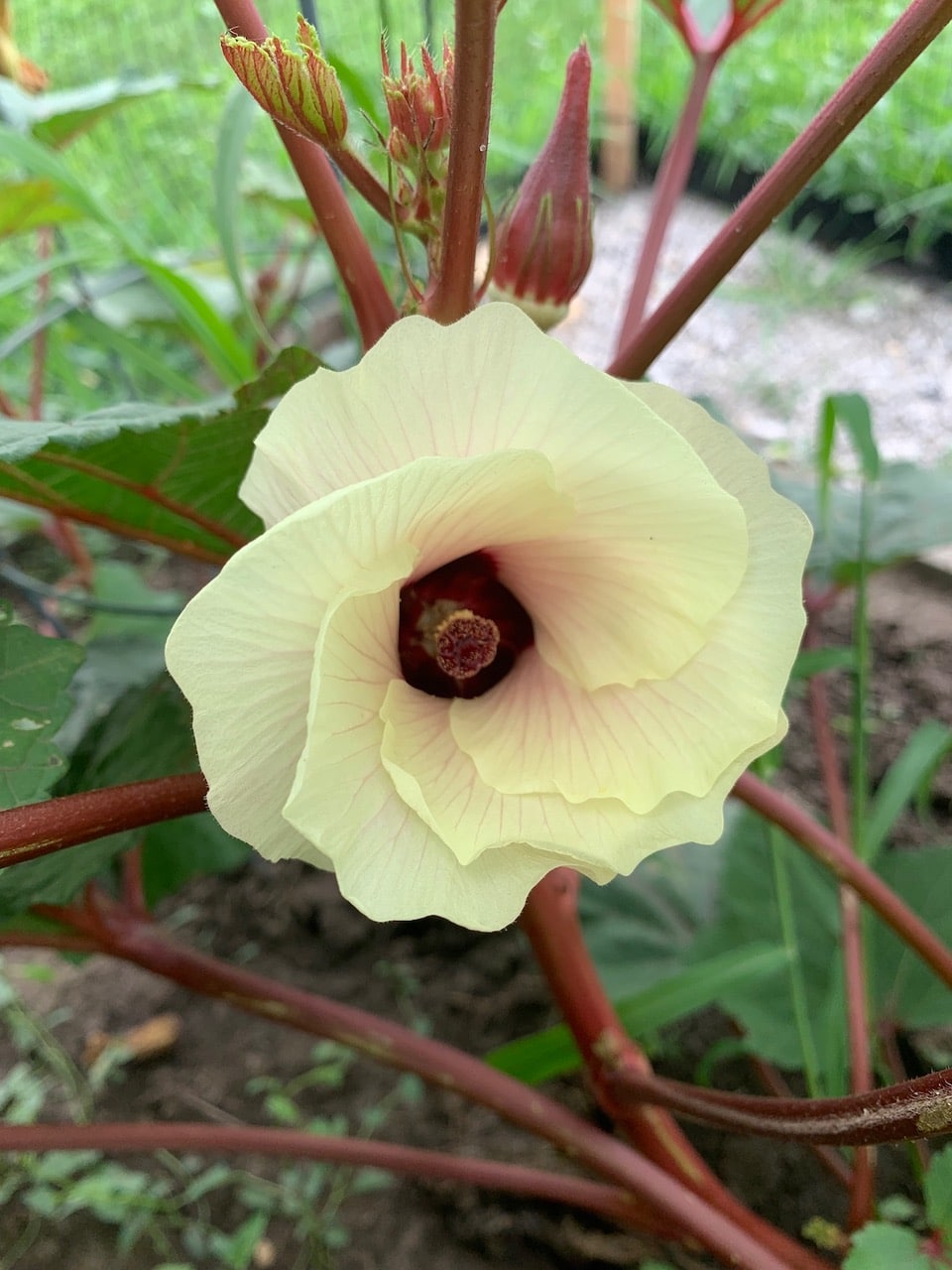 Okra-flower