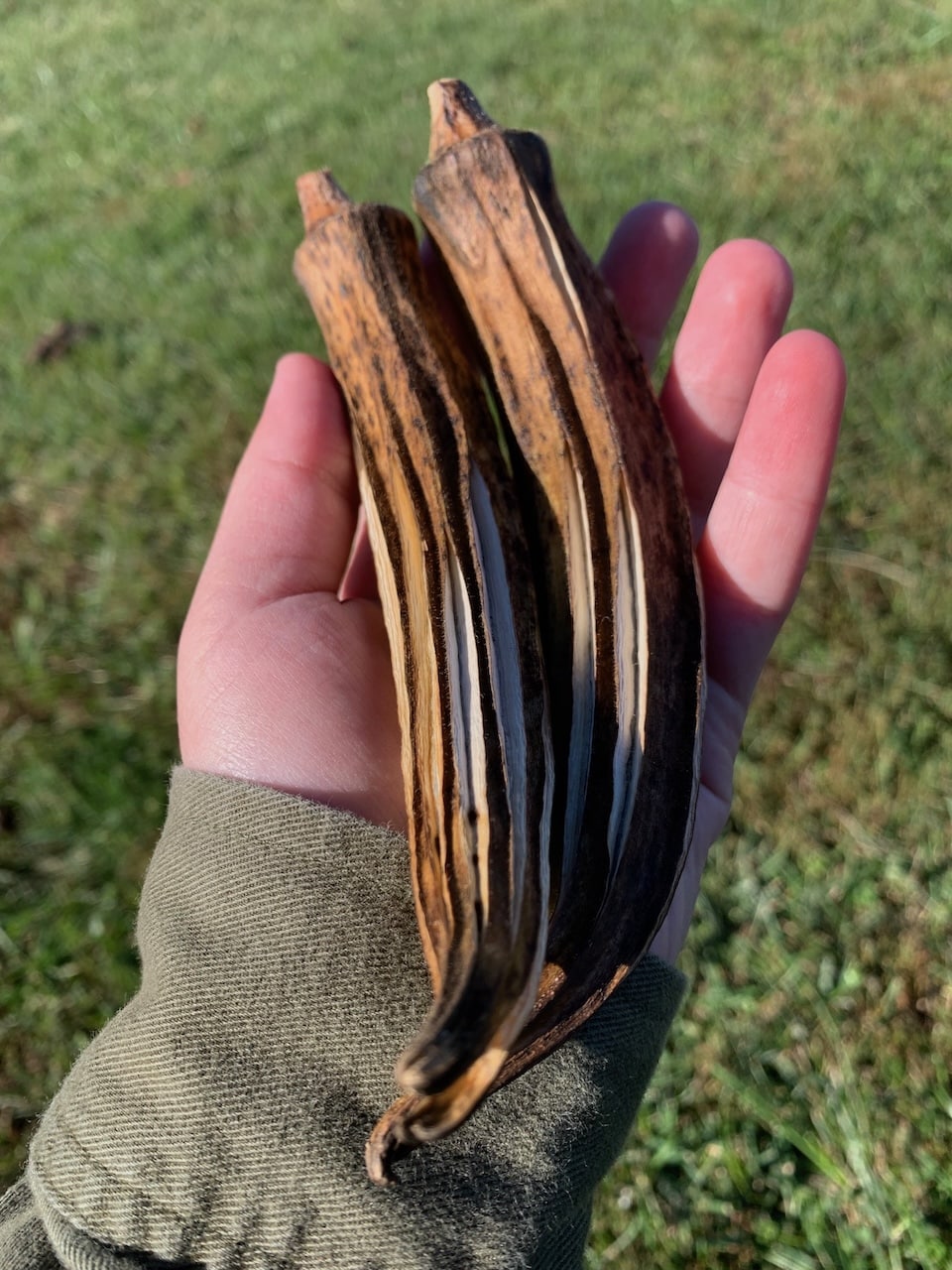 Pods Partially Dried on Plant