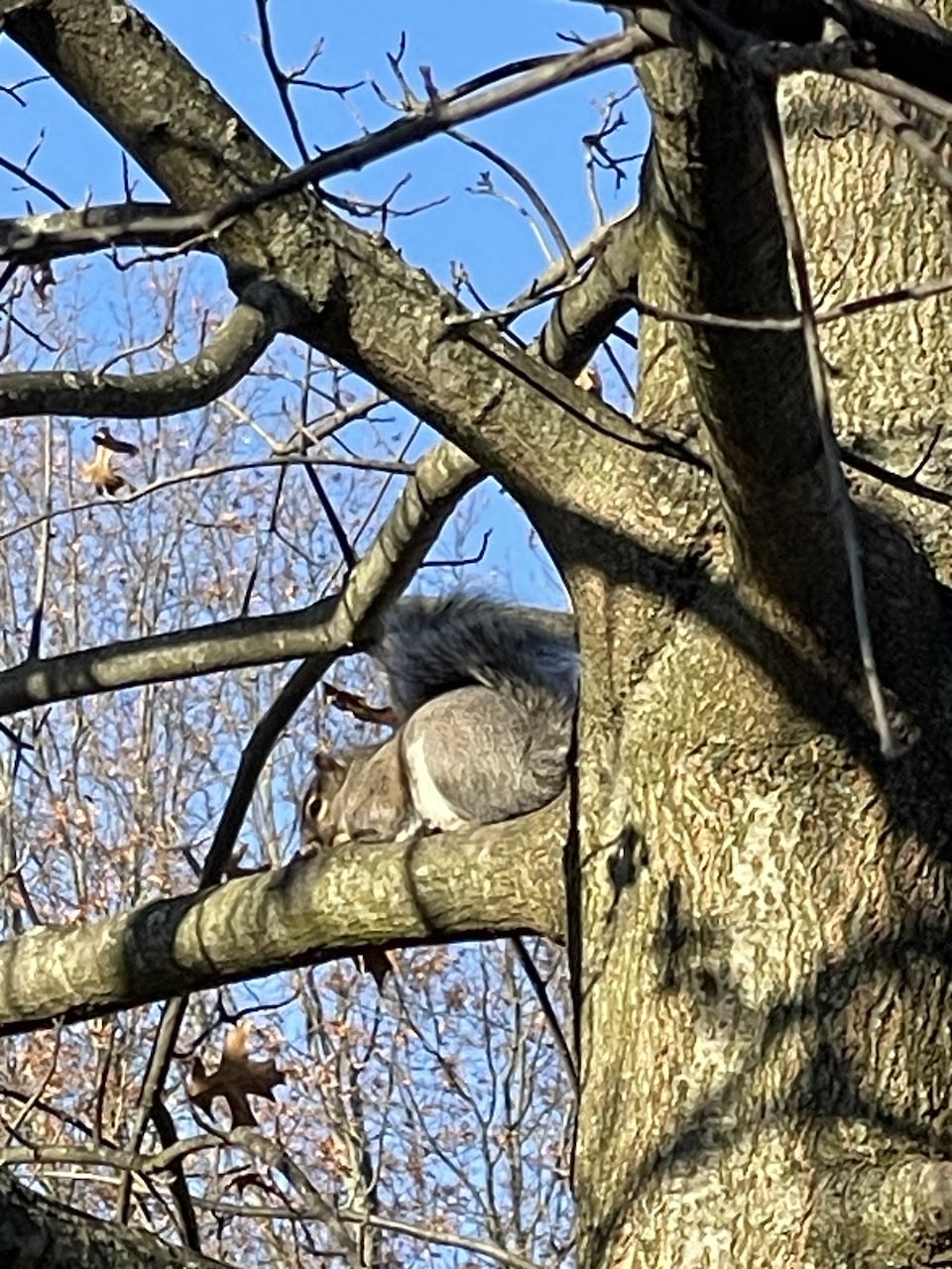 Squirrel in tree