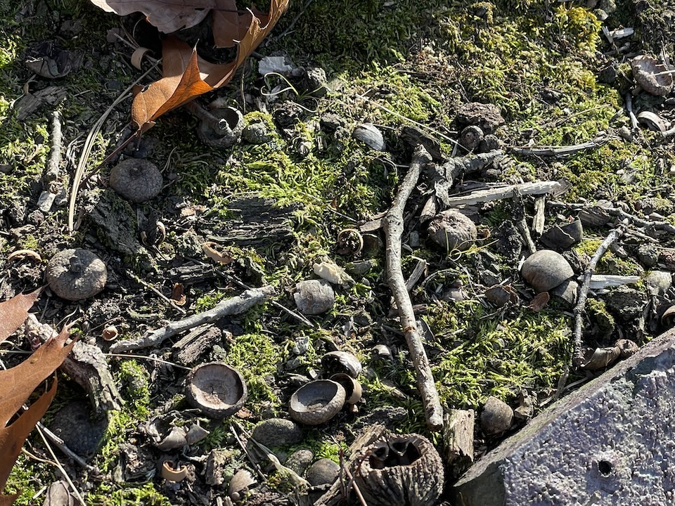 nuts from squirrels eating