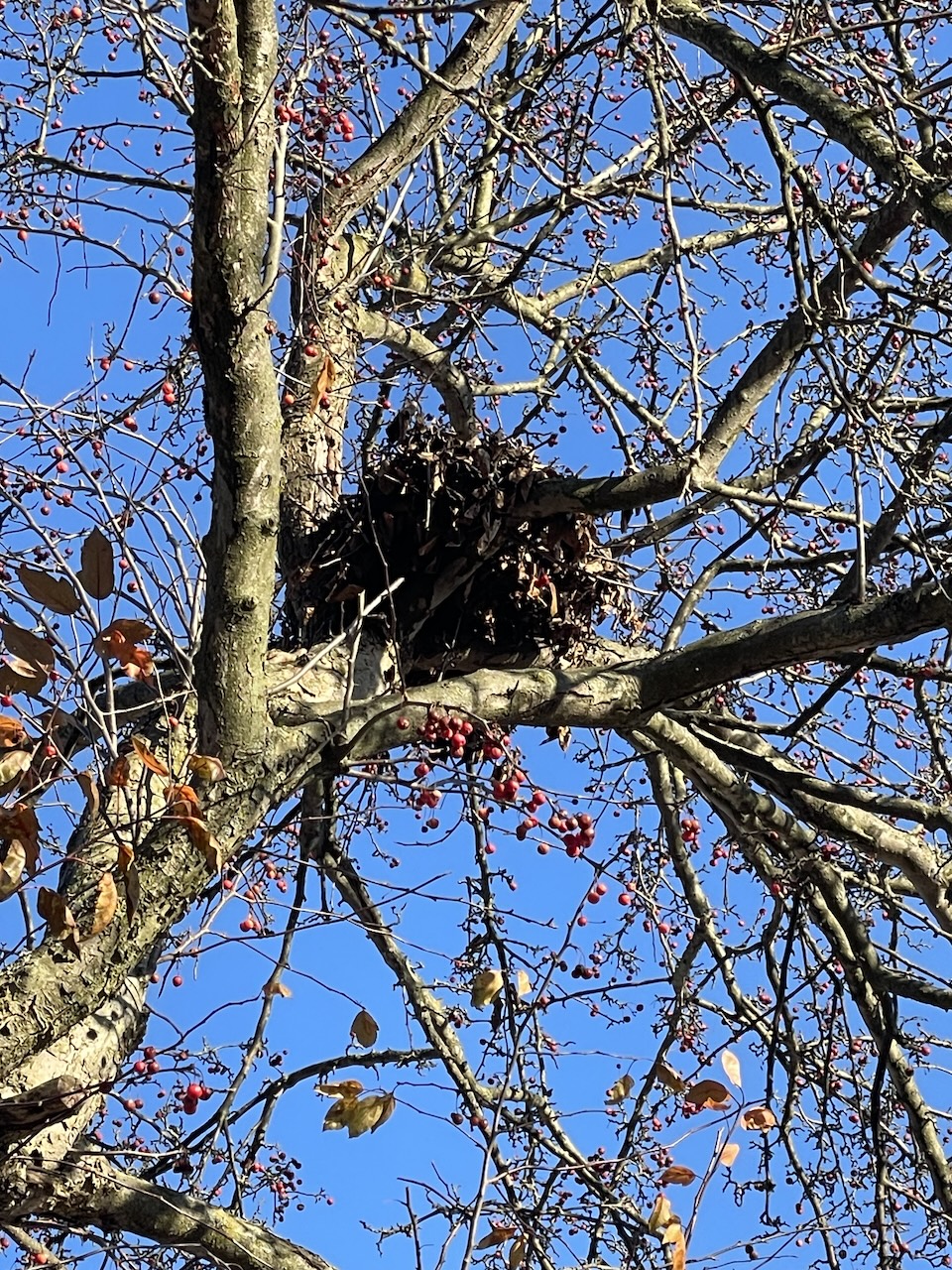 squirrel nest