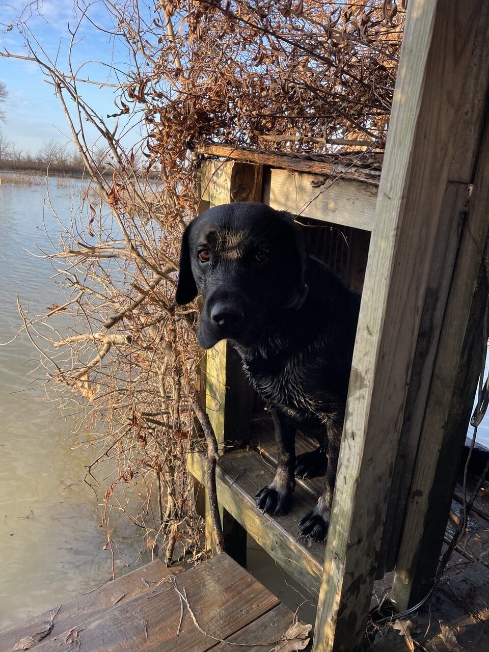 Cash the duck dog