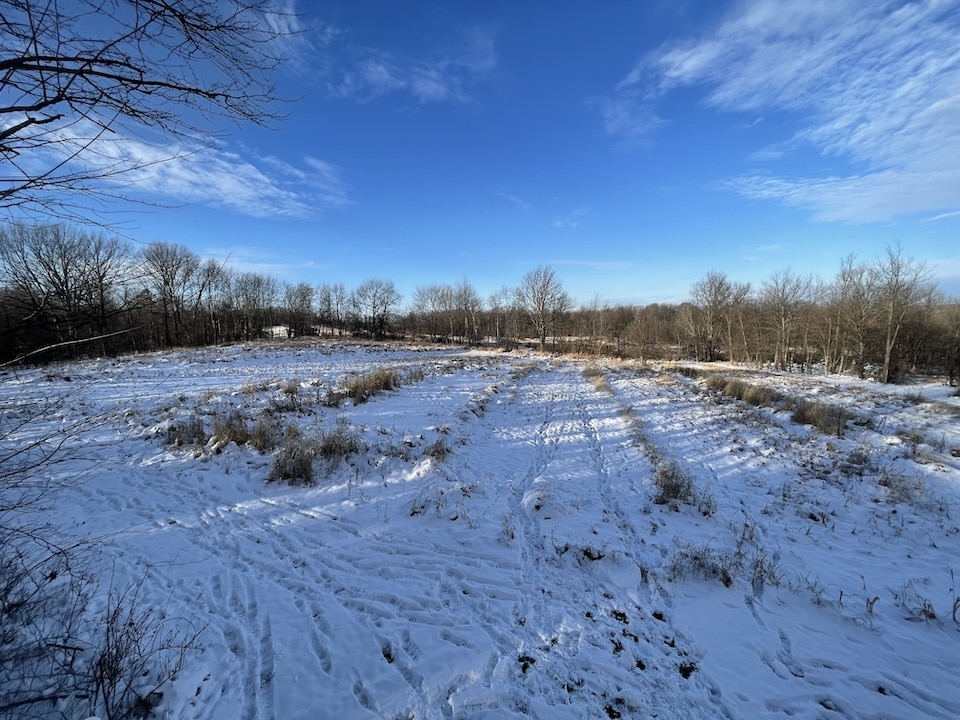 Pheasant field