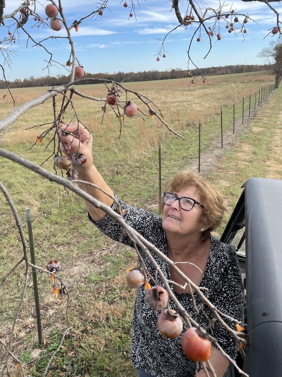 Picking persimmons