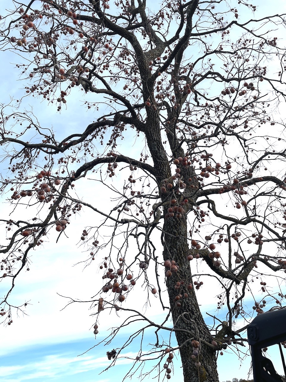 persimmons on tree