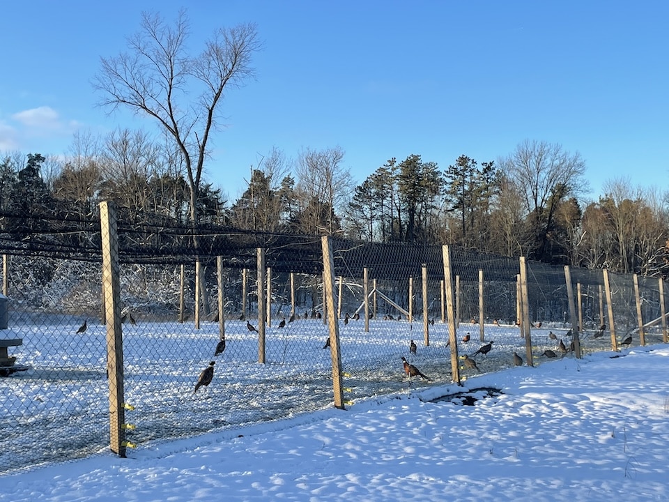 pheasants in pen