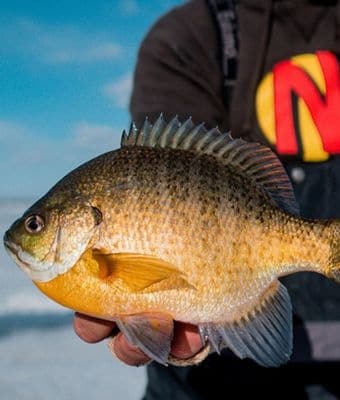 Mid- to Late-Ice Walleyes, Panfish, Safety & More feature