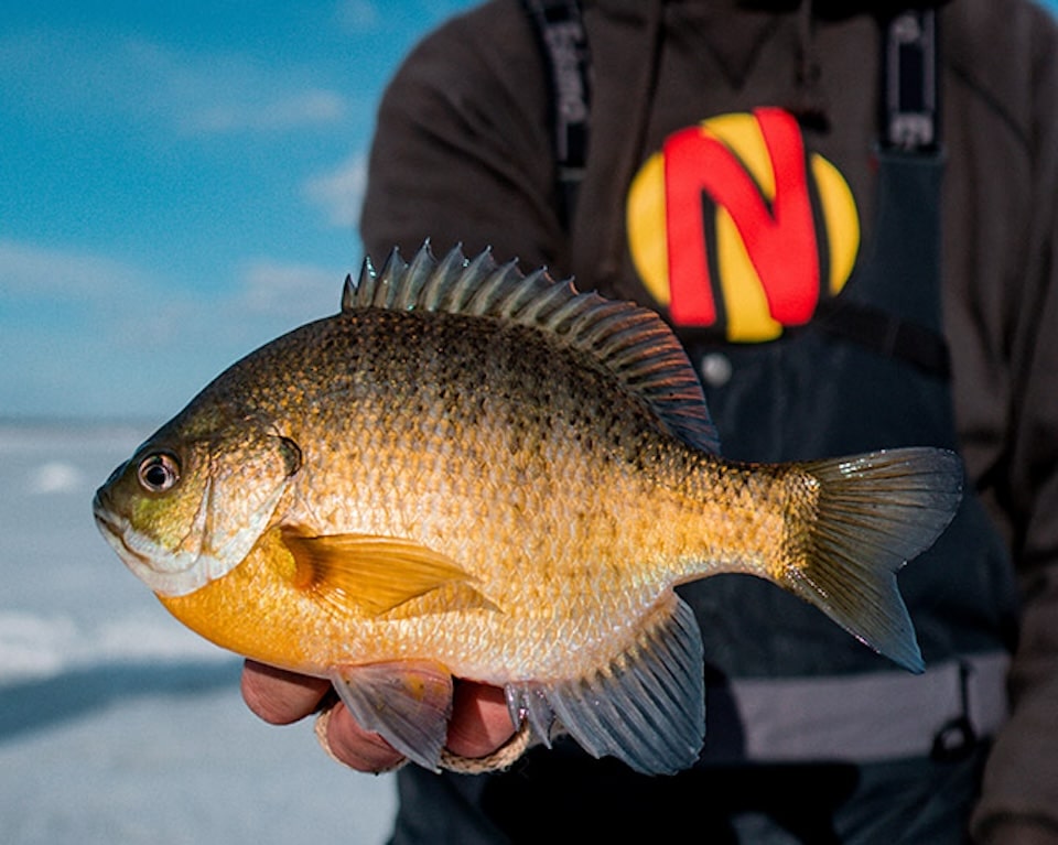 Pan fish ice fishing